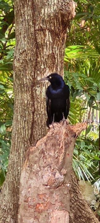 Sonstiges Iberostar Waves Tucan