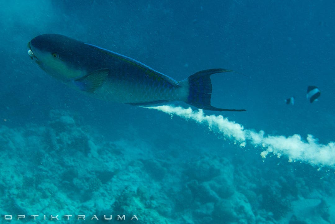 Trübes Wasser Kuramathi Maldives