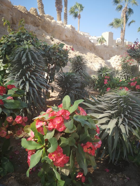 Gartenanlage Pickalbatros Citadel Resort