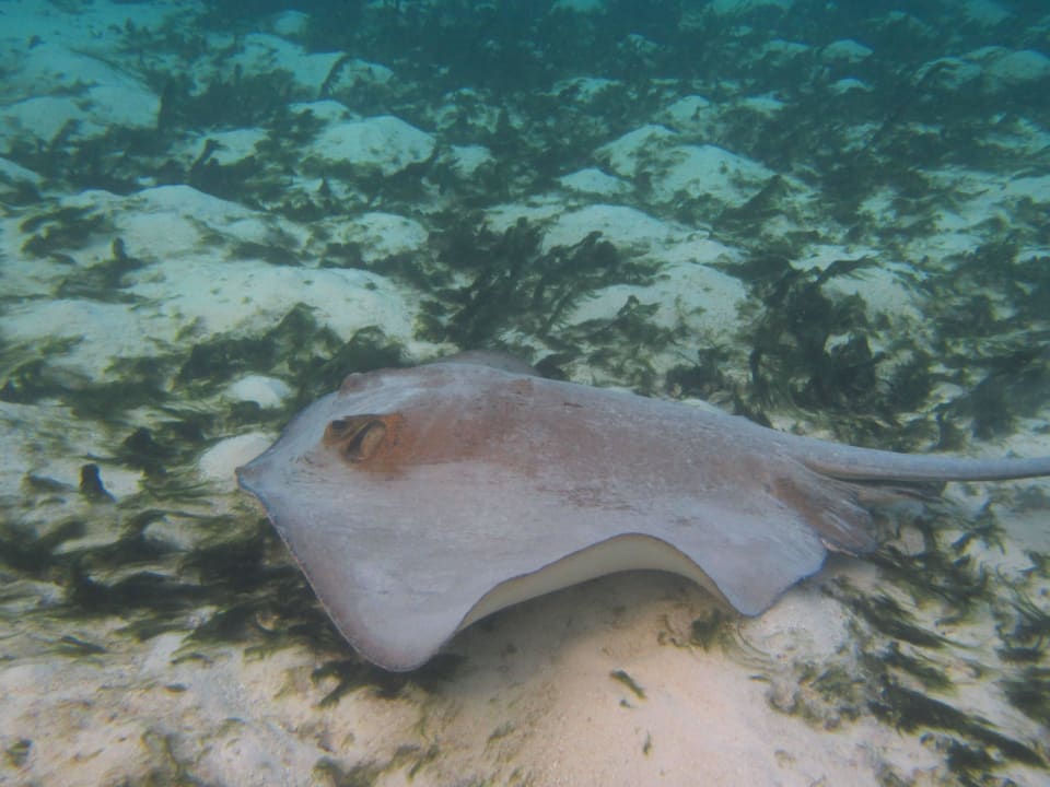 Stachelrochen Eri Maldives