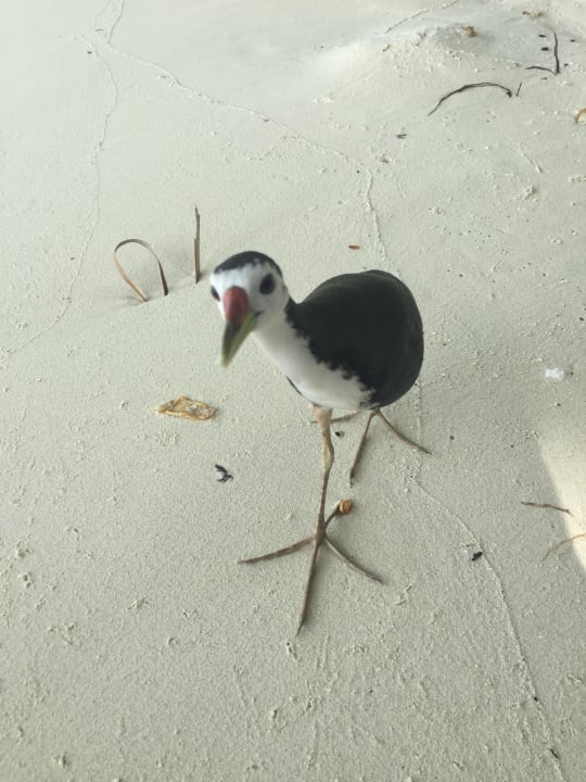 Sonstiges Vilamendhoo Island Resort & Spa