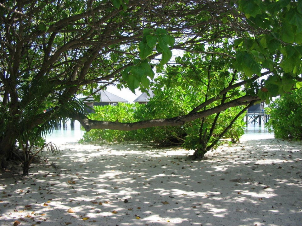 Aussicht von Bungi Nr. 464 Kuredu Island Resort & Spa