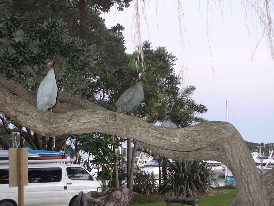 Gefiederte Mitbewohner des Parkplatzes Hotel Oceans Tutukaka