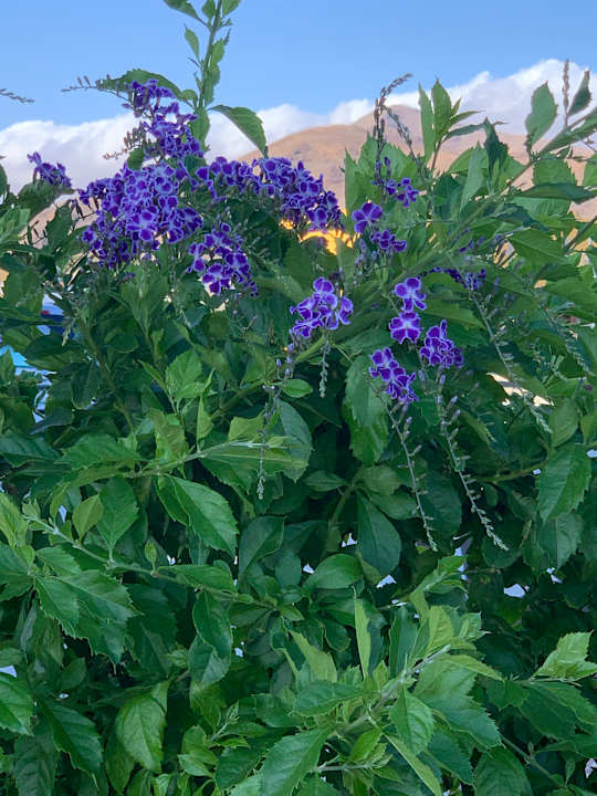 Gartenanlage R2 Romantic Fantasia Suites - Adults only