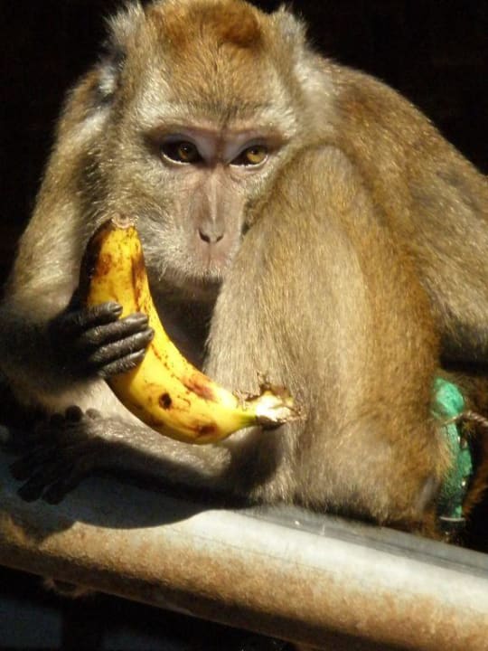 Monkey on the beach Henann Resort