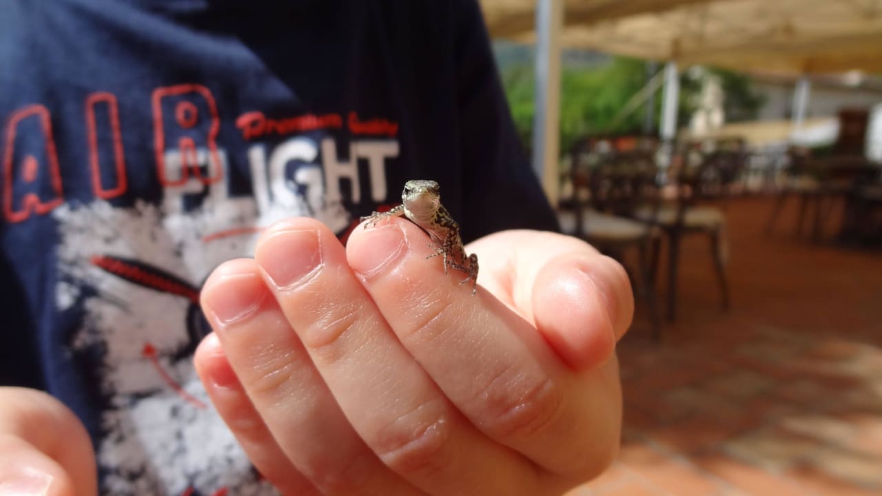 Babyeidechse Hotel Villa Rinascimento