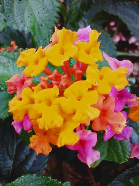 Gartenanlage Marina Playa Suite Hotel