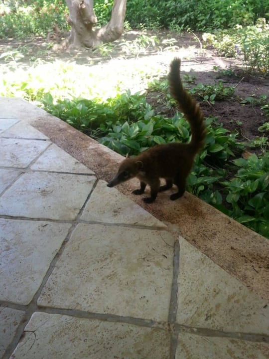 Hotel Catalonia Playa Maroma Catalonia Playa Maroma