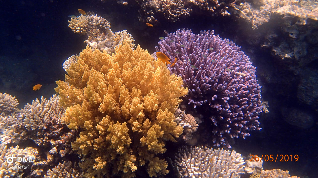 Sport & Freizeit  Shams Alam Beach Resort