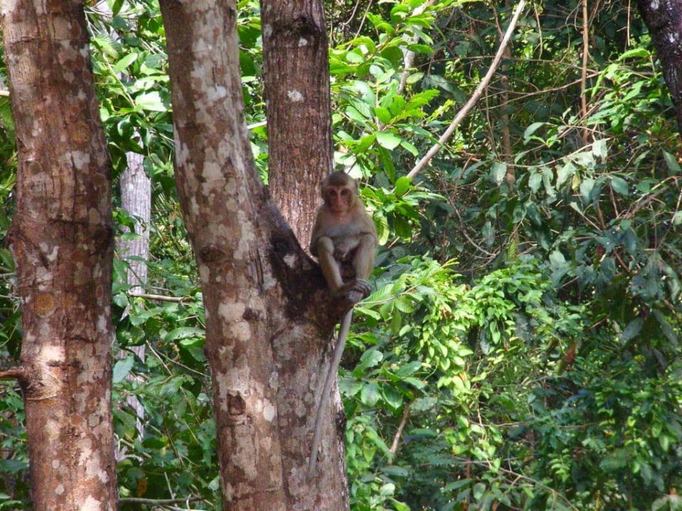 Lasst mich nicht allein zurück! Hotel Tohsang Khongjiam