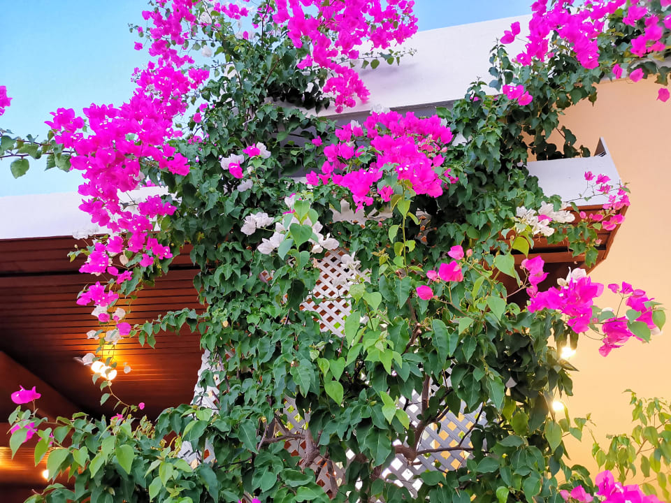 Gartenanlage VONRESORT Golden Beach