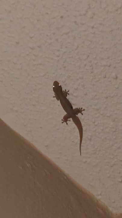 Mieszkańcy hotelu Victoria Beachcomber Resort & Spa