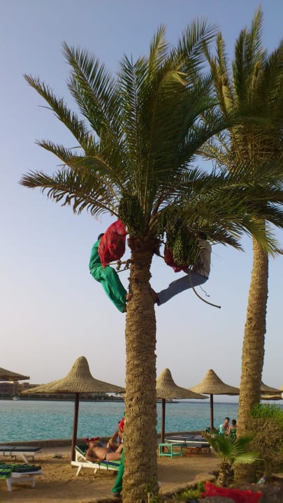 Palmenfrucht-Ernte Arabia Azur Resort