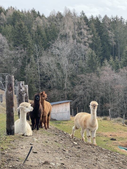 Gartenanlage Familien Resort Petschnighof - Familotel Kärnten