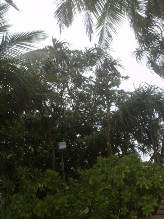 Viel Grün in der Anlage Hotel Club Bentota