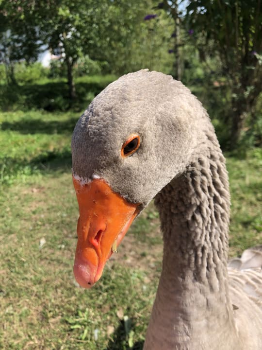Sonstiges S'Fleckli Bioland Ferienbauernhof