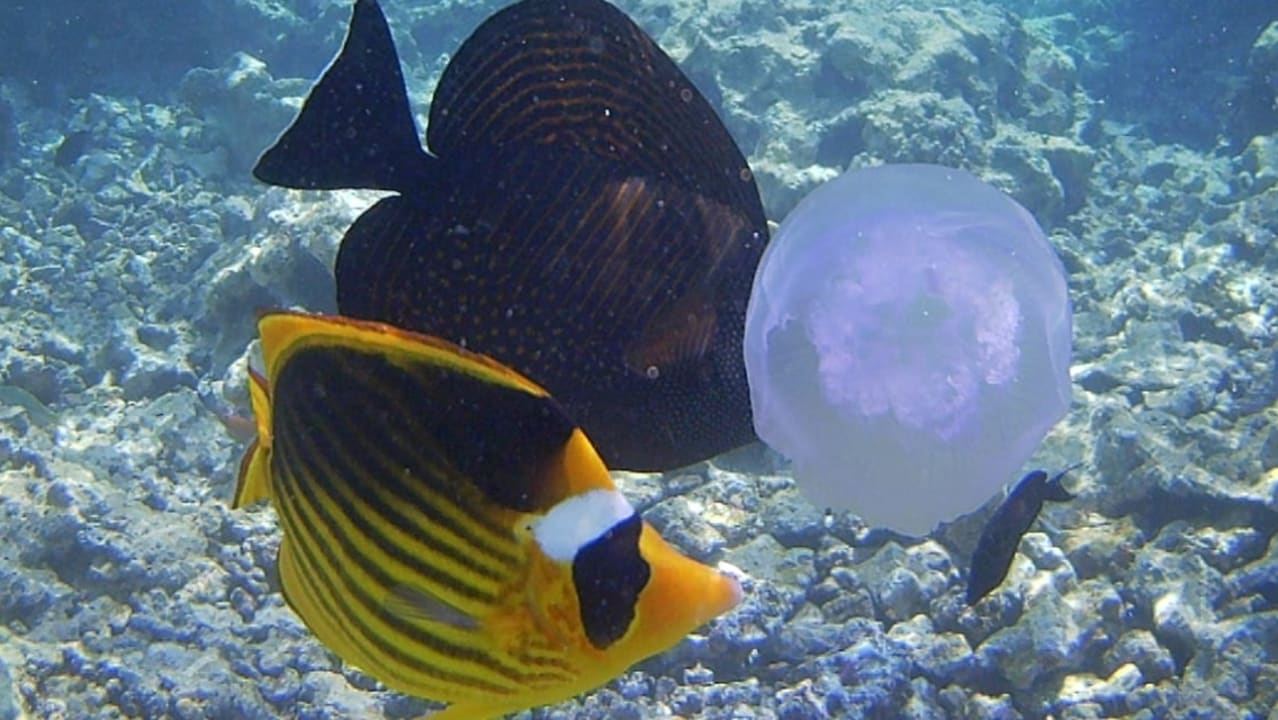 Strand Makadi Spa - Adults only