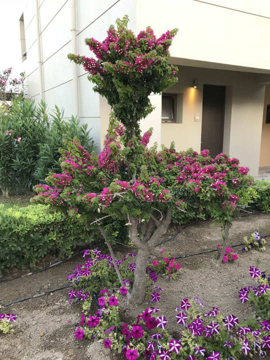 Gartenanlage Astir Odysseus Kos Resort & Spa