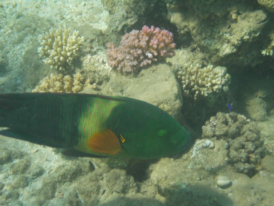 Unterwasserwelt Jaz Makadi Gardens - TUI BLUE Makadi Gardens - Adults Friendly 16 Years Plus