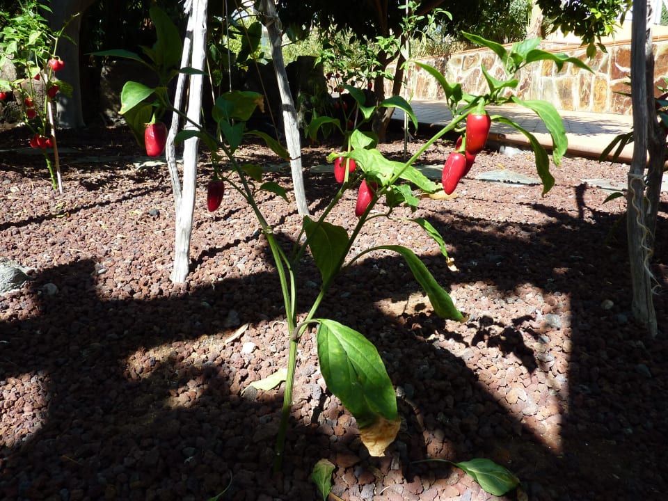 Pfanze Hotel Cordial Mogán Playa