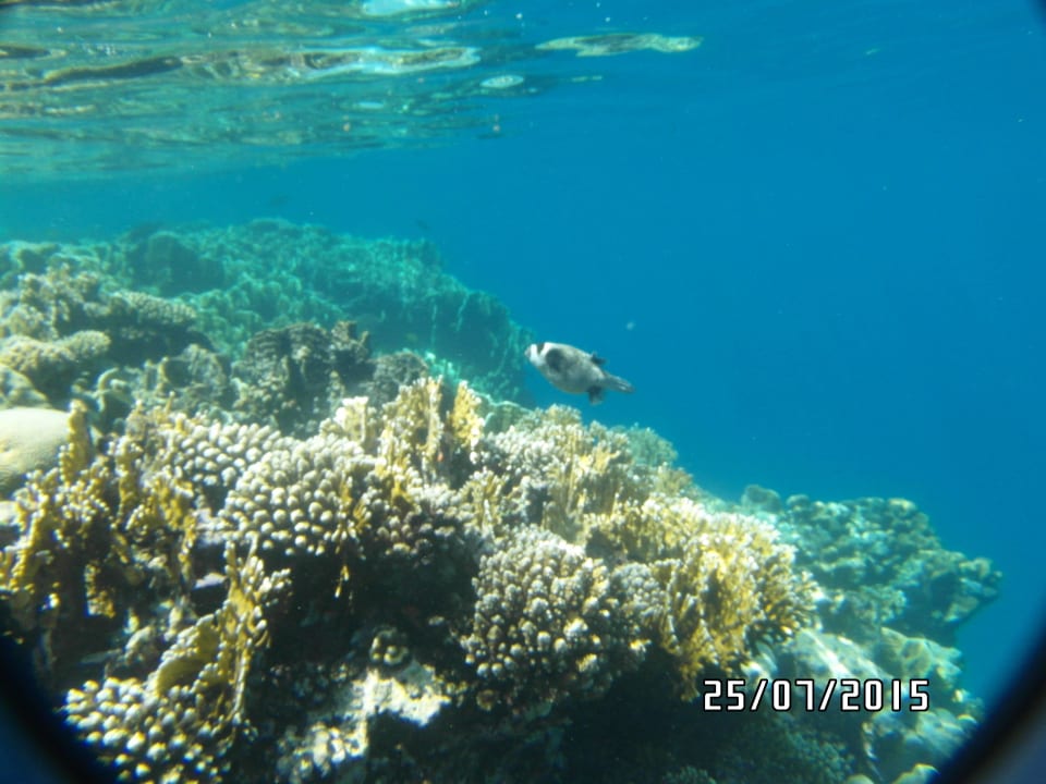 Tolles Hausriff Fantazia Resort Marsa Alam