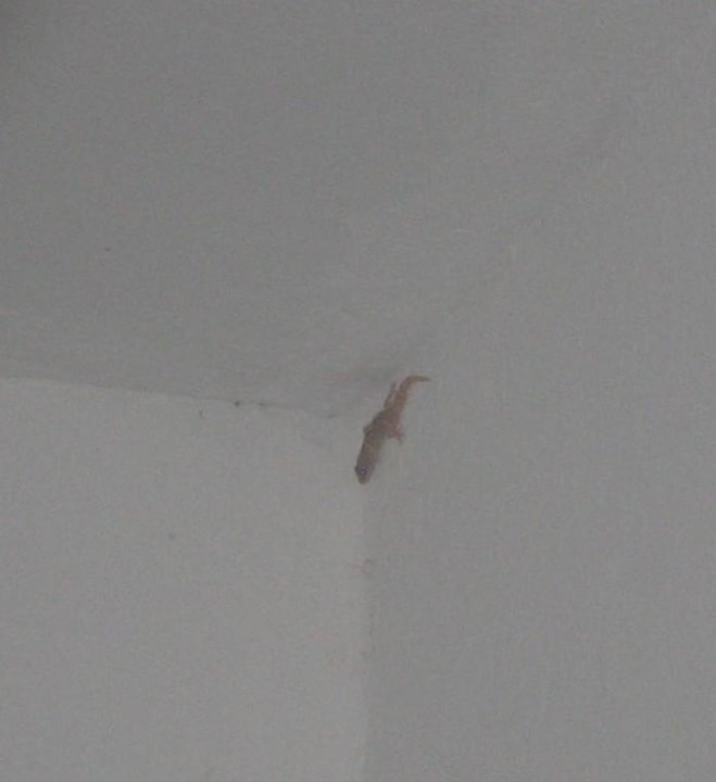 Echse Hotel Neptunia Skanes