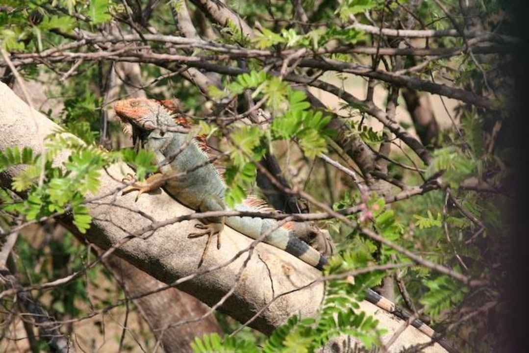 Leguan Hotel Mirador de Samara