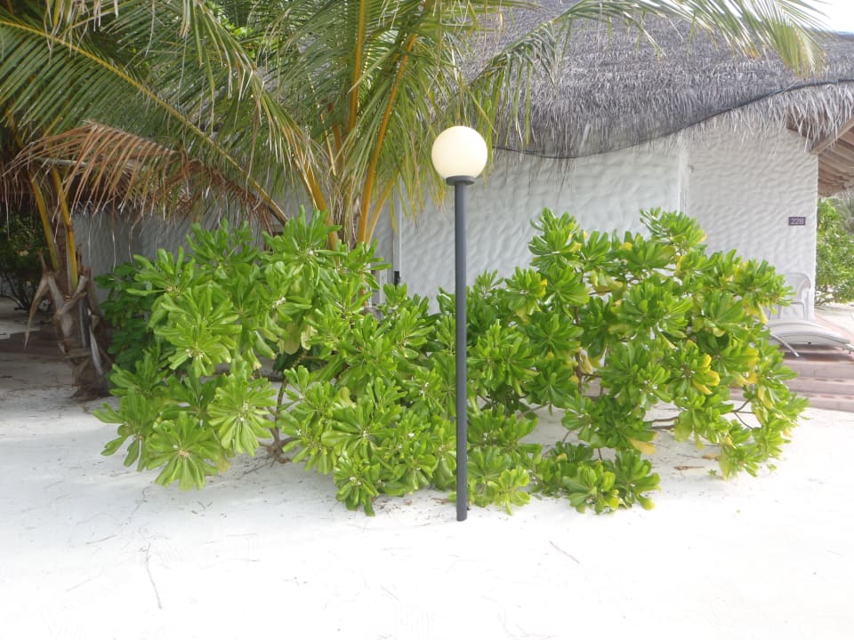Gartenanlage hinter Beachbungalows Cinnamon Dhonveli Maldives