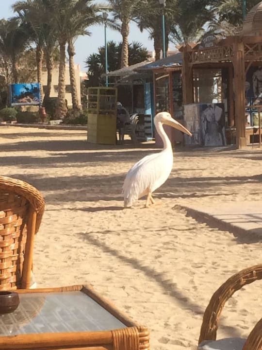 Regelmäßiger Besucher  Golden Beach Resort