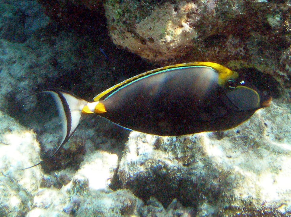 Gelbklingen Nasendoktor Adaaran Select Meedhupparu Island Resort - Premium All Inclusive