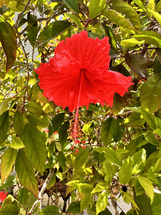 Gartenanlage Centara Ras Fushi Resort & Spa Maldives