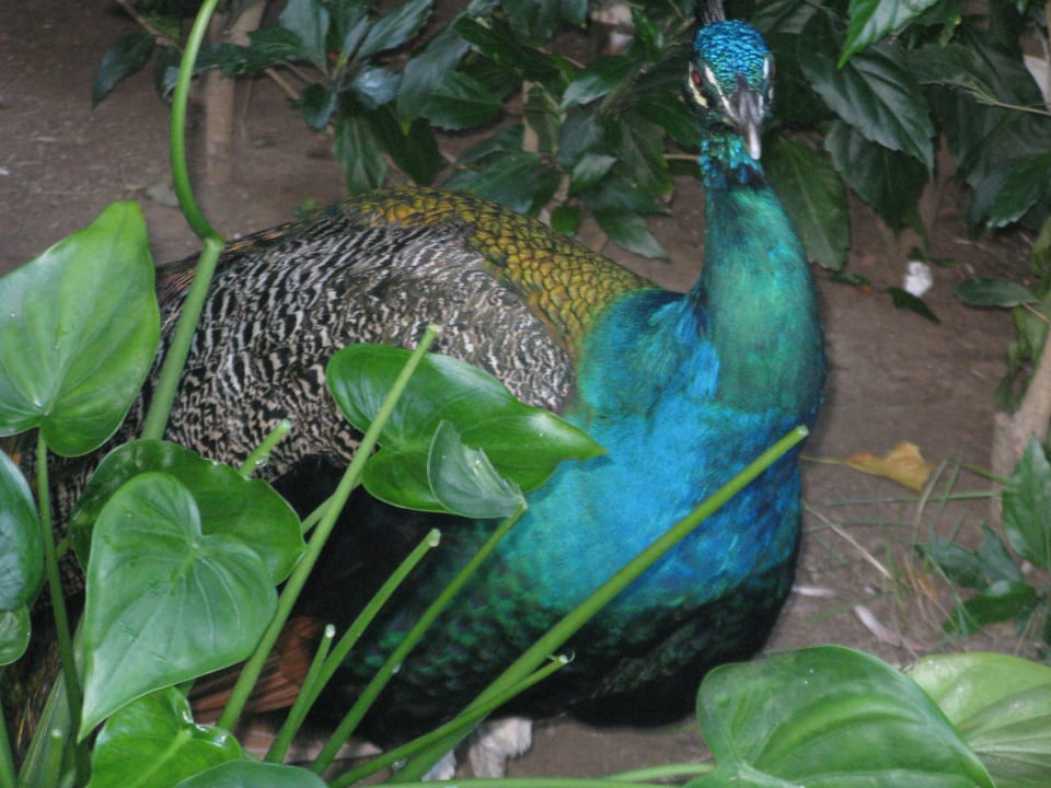 Haustier Grand Sirenis Punta Cana Resort & Aquagames