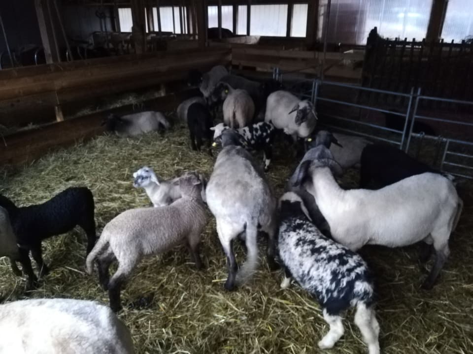 Sonstiges Bauernhof Haus Waldesruh