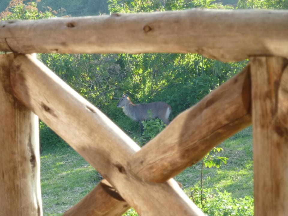 Blick von der Terrasse Rhino Lodge