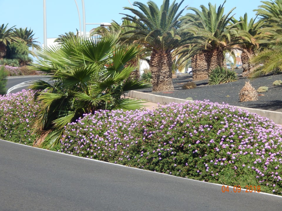 Außenansicht IFA Altamarena by Lopesan Hotels