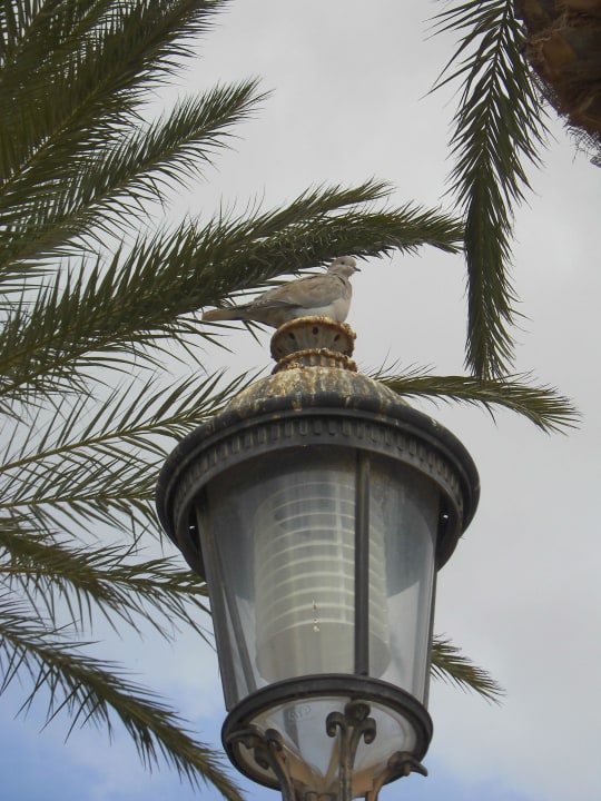 Sehr viele und dreiste Tauben SBH Costa Calma Beach Resort