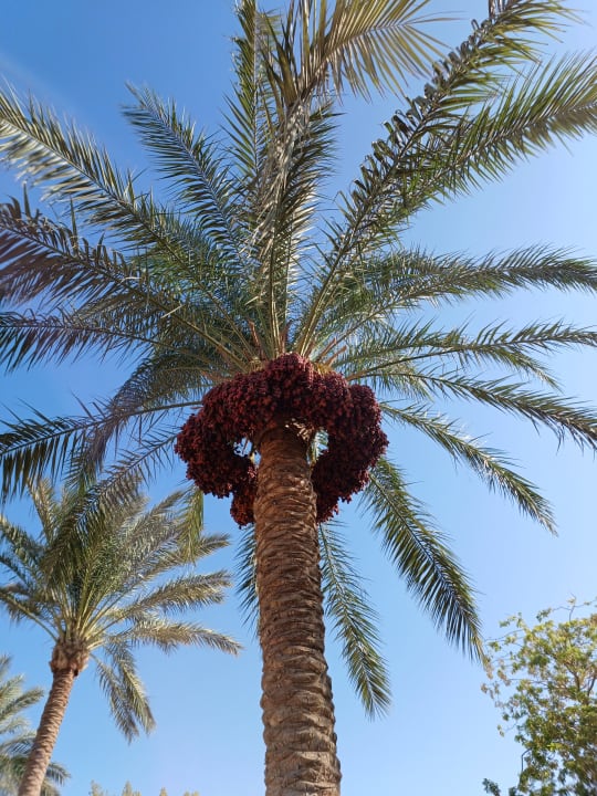 Gartenanlage Desert Rose
