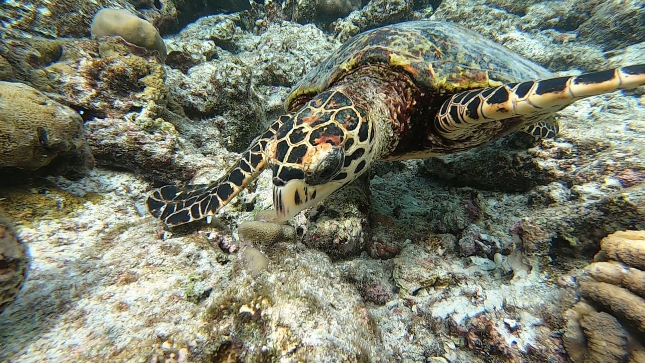 Sport & Freizeit NH Collection Maldives Reethi Resort