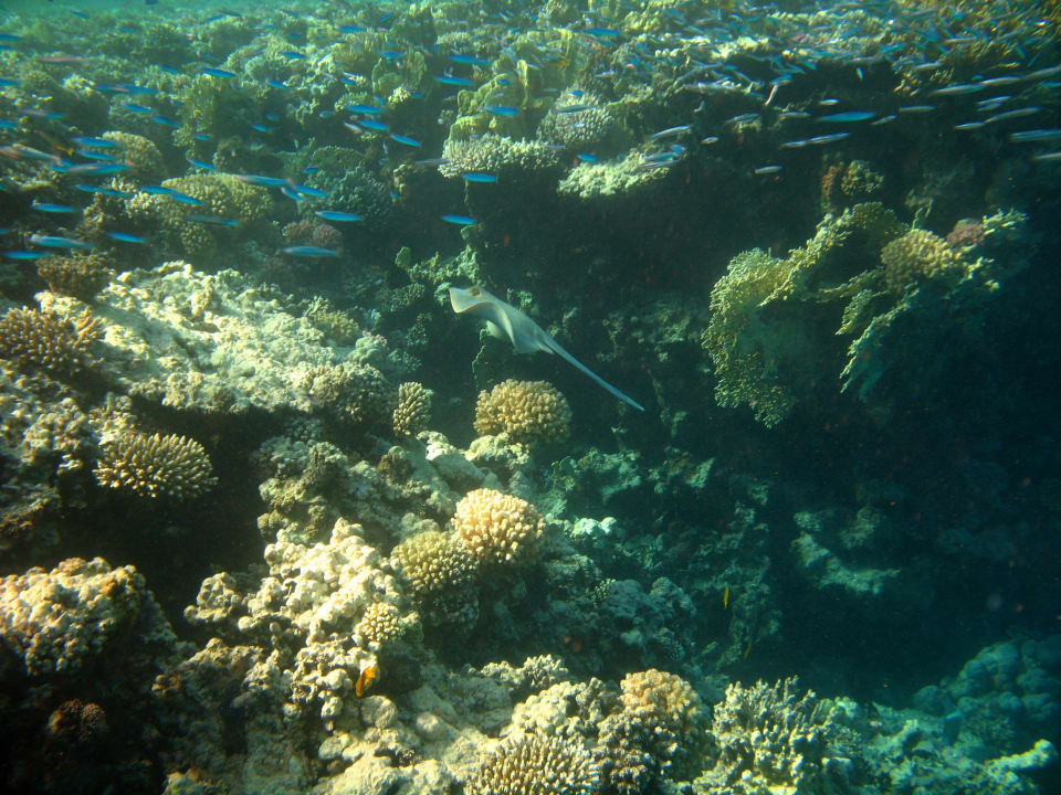 40 Stella Beach Resort & Spa Makadi Bay