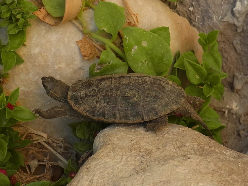 Turtlealarm Selectum Family Comfort Side
