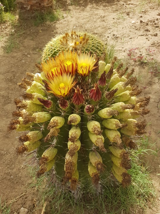 Gartenanlage Shams Alam Beach Resort