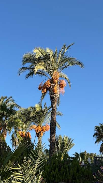 Gartenanlage PALOMA Perissia