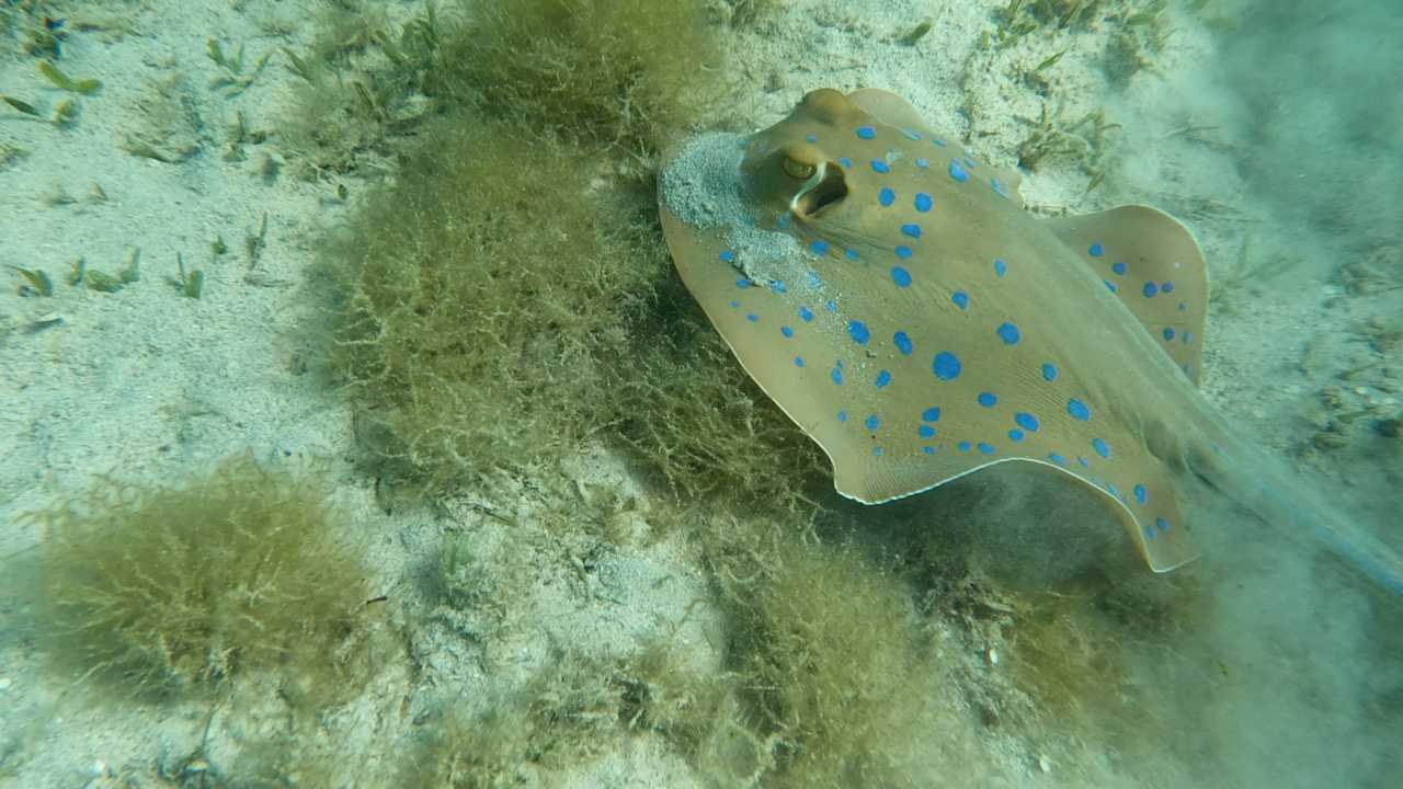 Strand Jaz Costa Mares (Adults Only)