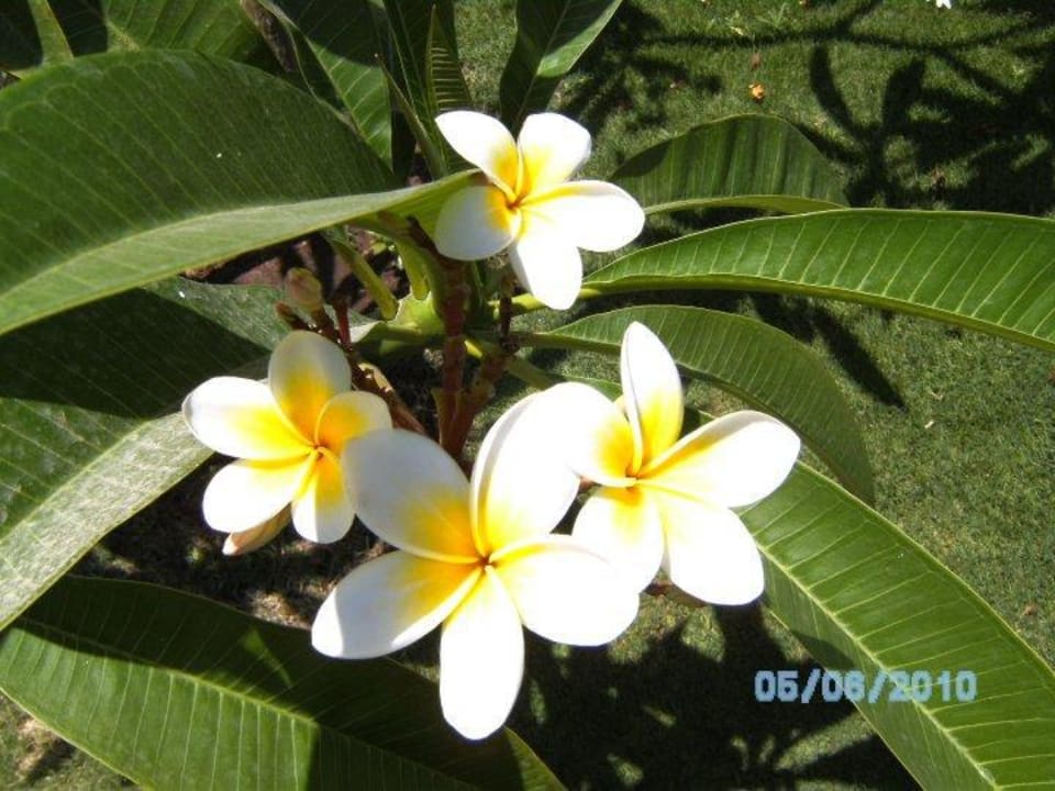 Blumenpracht Jaz Makadi Oasis Resort