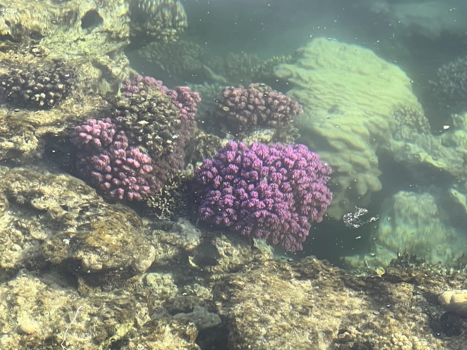 Strand Steigenberger Coraya Beach - Adults only