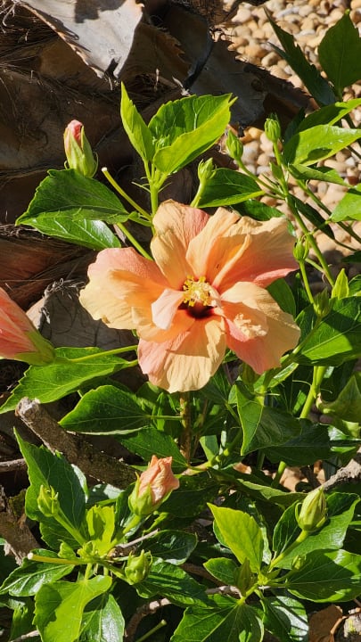 Gartenanlage AP Adriana Beach Resort