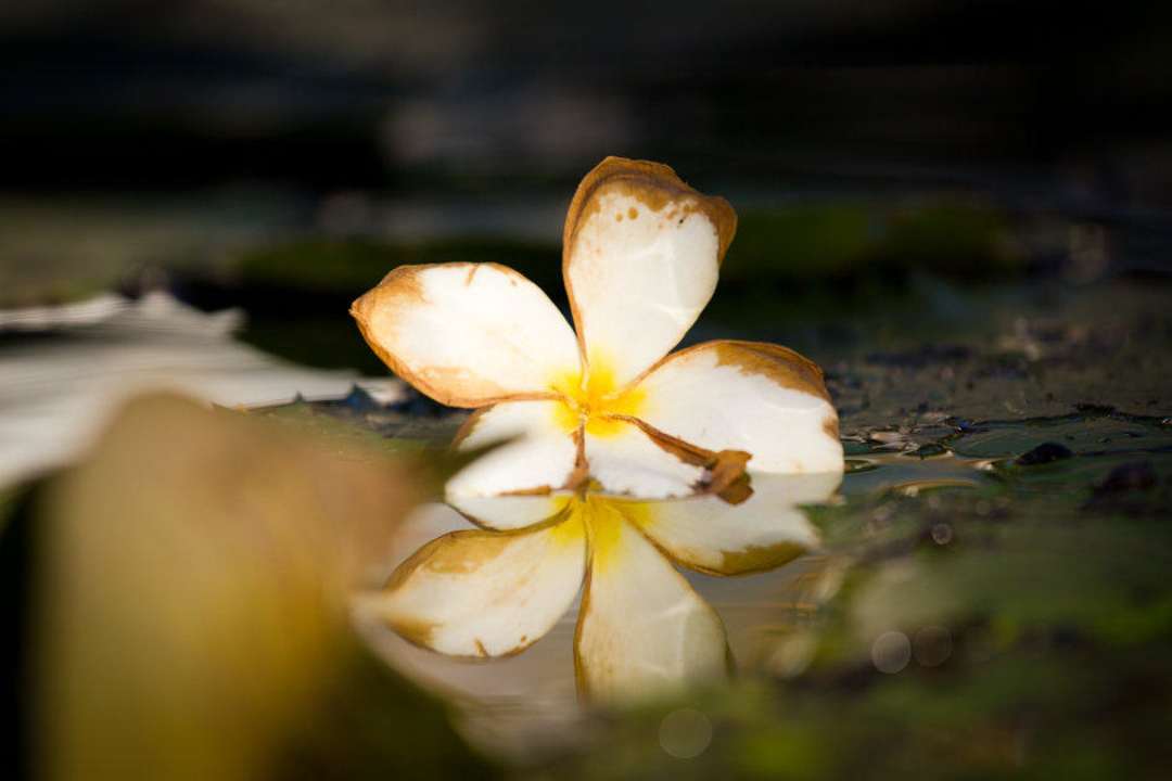 Viele kleine Details auch im Garten Spa Village Resort Tembok