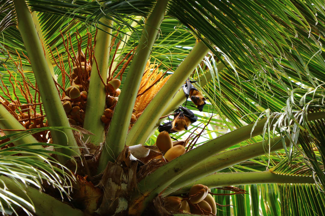 Gartenanlage Vilamendhoo Island Resort & Spa