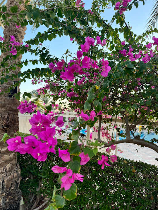 Gartenanlage Steigenberger Coraya Beach - Adults only