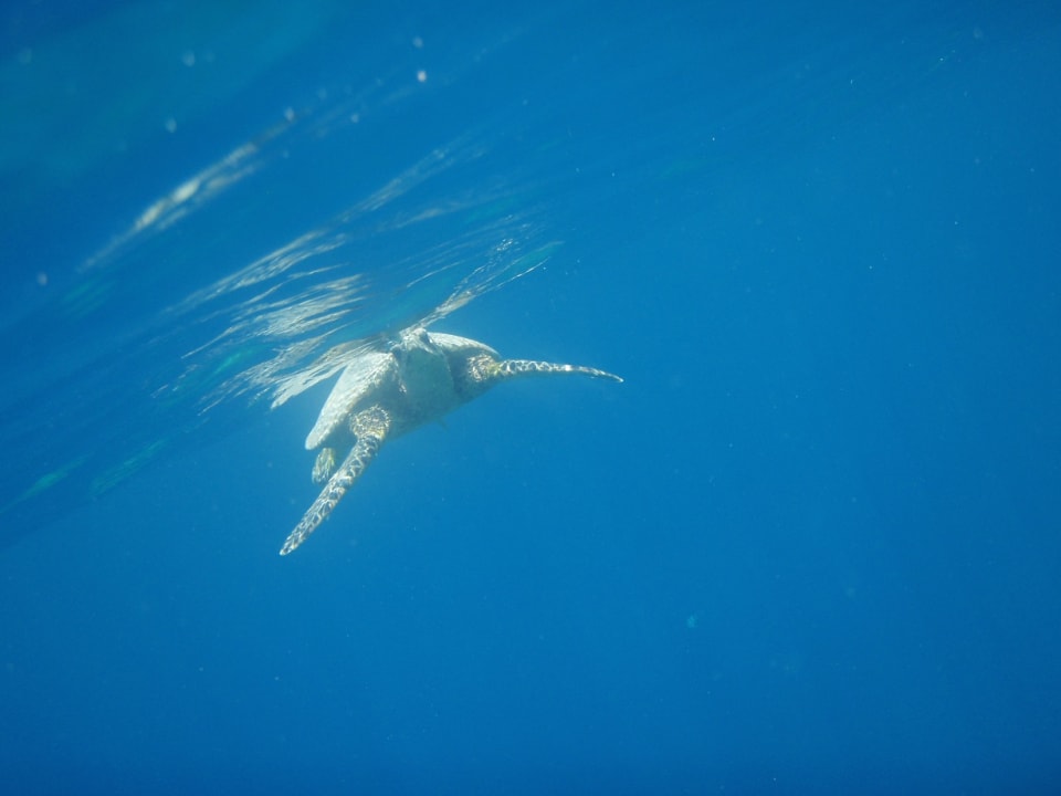 Sport & Freizeit Hotel Gorgonia Beach Resort